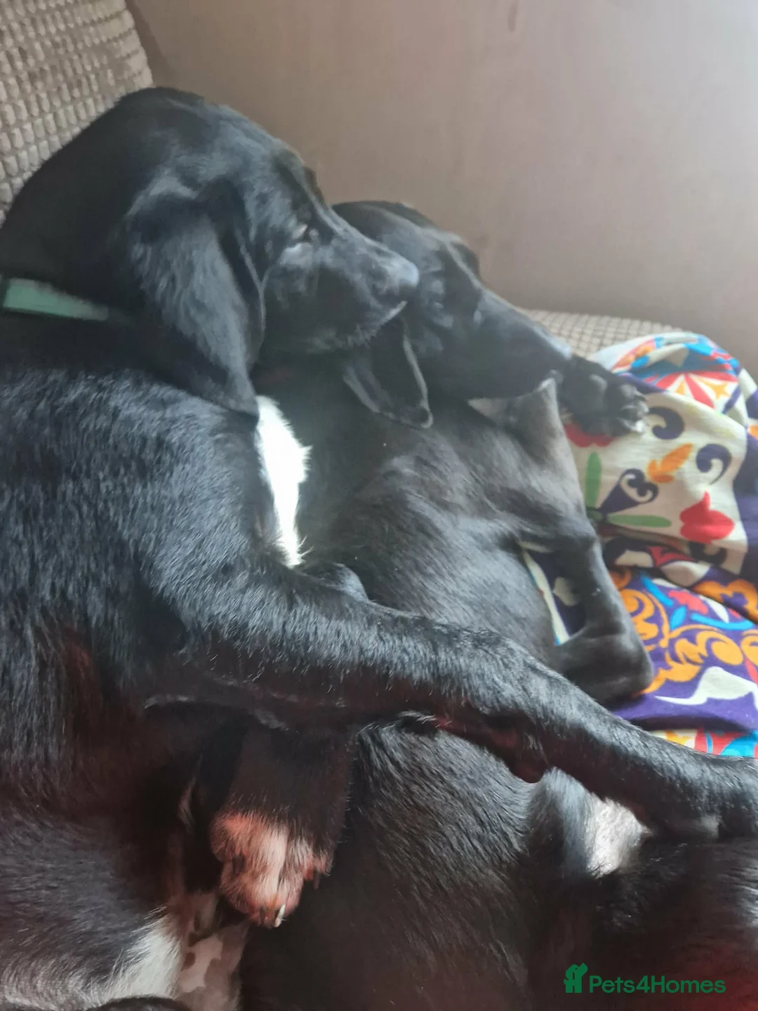 Mixed Breed dogs for adoption: Roonie 5 month Lab Cross  - Advert 3