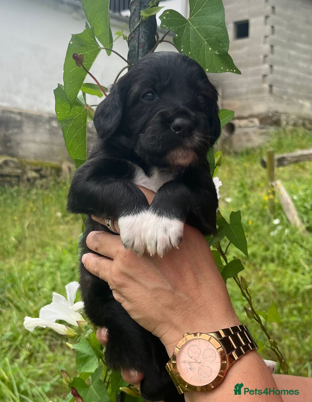 English Setter dogs for adoption: Setter x Pups (Rina's Puppies) - Image 29