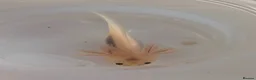 Axolotl reptiles for sale: Beautiful clutch of baby hypo Axolotls  - Advert 8