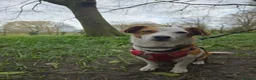 Mixed Breed dogs for adoption: CRETA - FOR ADOPTION - ACTIVE HOME ESSENTIAL  - Advert 8