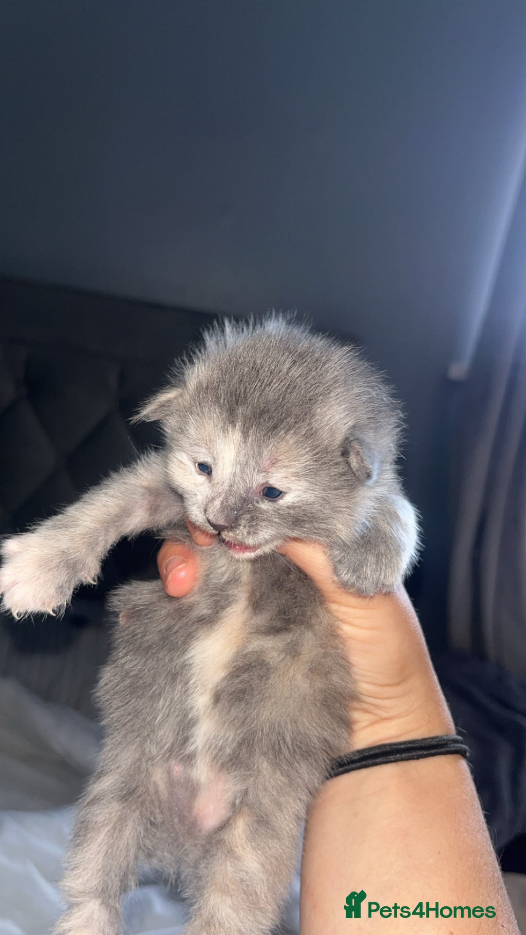 Maine Coon cats for sale: Beautiful kittens for sale  - Image 3