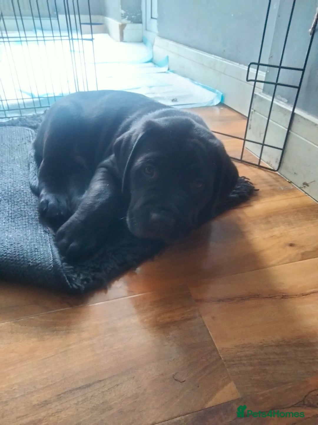 Cane Corso dogs for sale: Cane Corso puppies 14/11/25 - Image 20