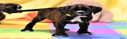 Boxer dogs for stud: KC Registered boxer for stud - Advert 29