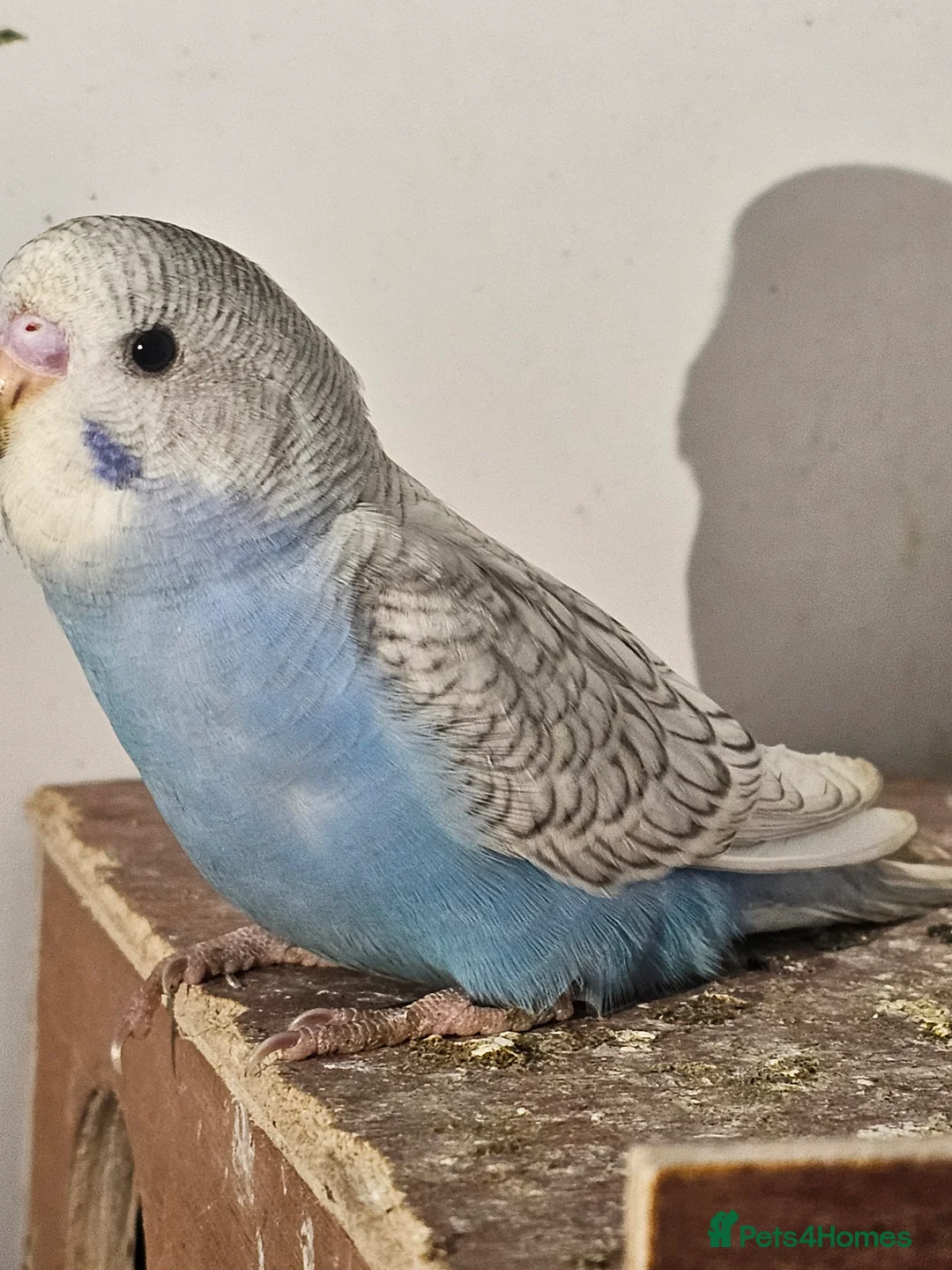 Budgerigars birds for sale: Budgie baby - Advert 2