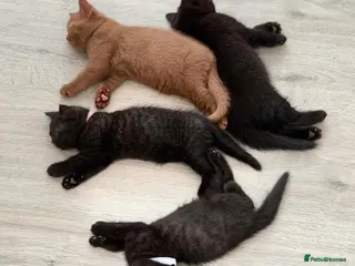 British Shorthair cats 🏆 GCCF Chocolate BSH | Champion Lines - Advert 1
