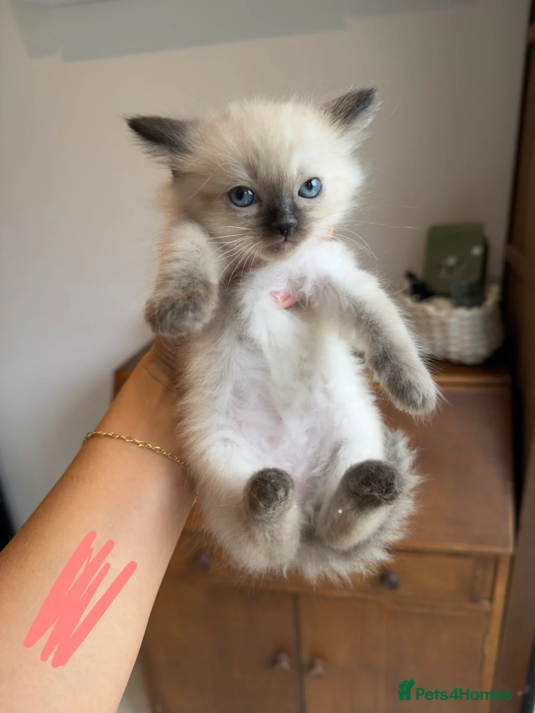 Ragdoll cats for sale: Pedigree Ragdoll Kittens Ready This Week - Advert 7