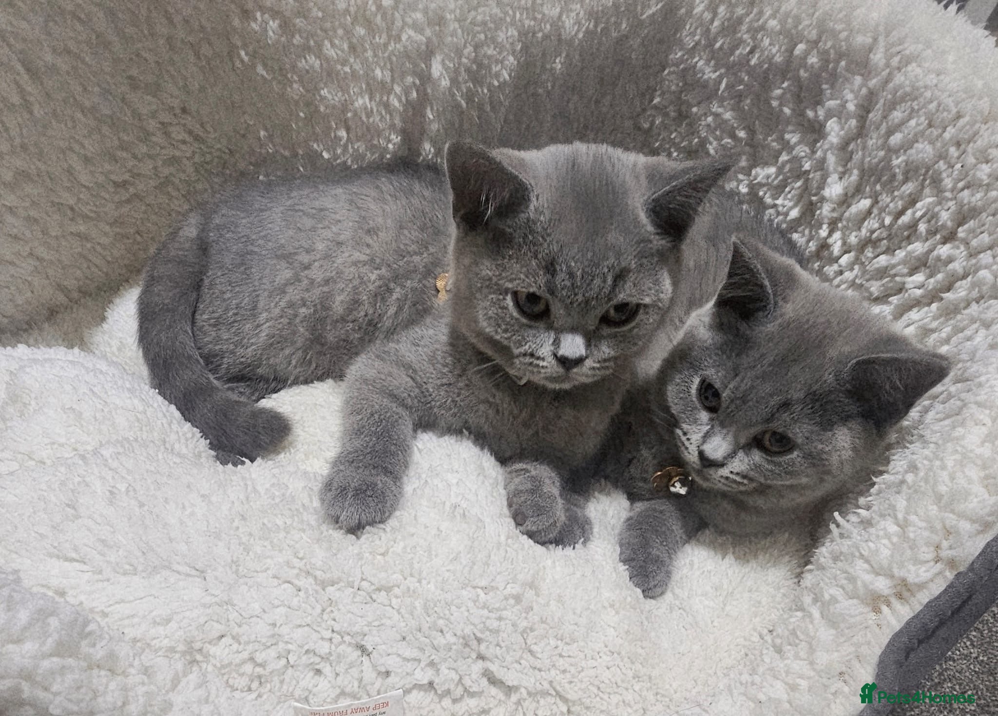 British Shorthair cats British shorthair kittens Male - Advert 13