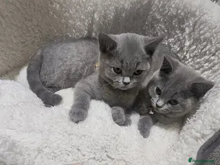 British Shorthair cats British shorthair kittens Male - Advert 1