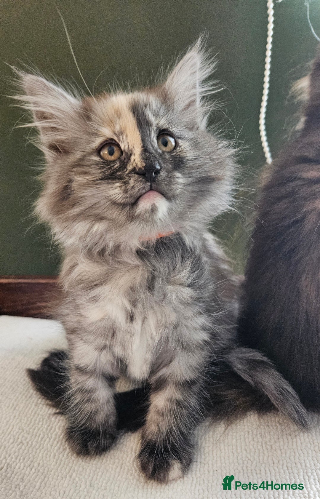 Norwegian Forest Cat cats for sale: Full pedigreed Norwegian forest cats  - Image 7