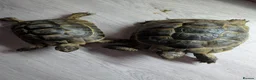 Tortoise reptiles for sale: Spur Thigh tortoises  - Advert 2