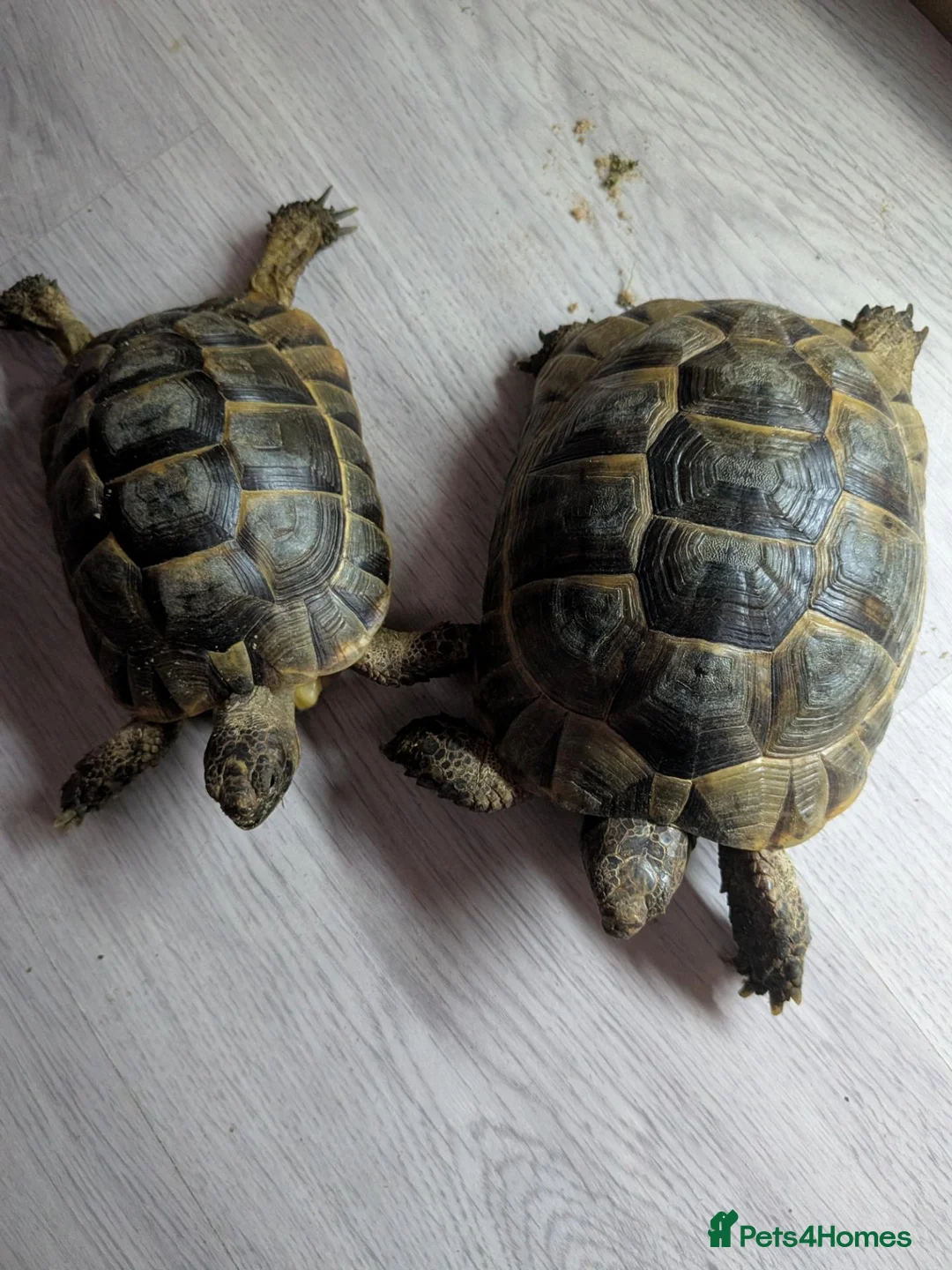 Tortoise reptiles for sale: Spur Thigh tortoises  - Advert 2