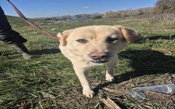 Golden Retriever dogs for adoption: Twinkie - Norwich Norfolk  - Advert 2