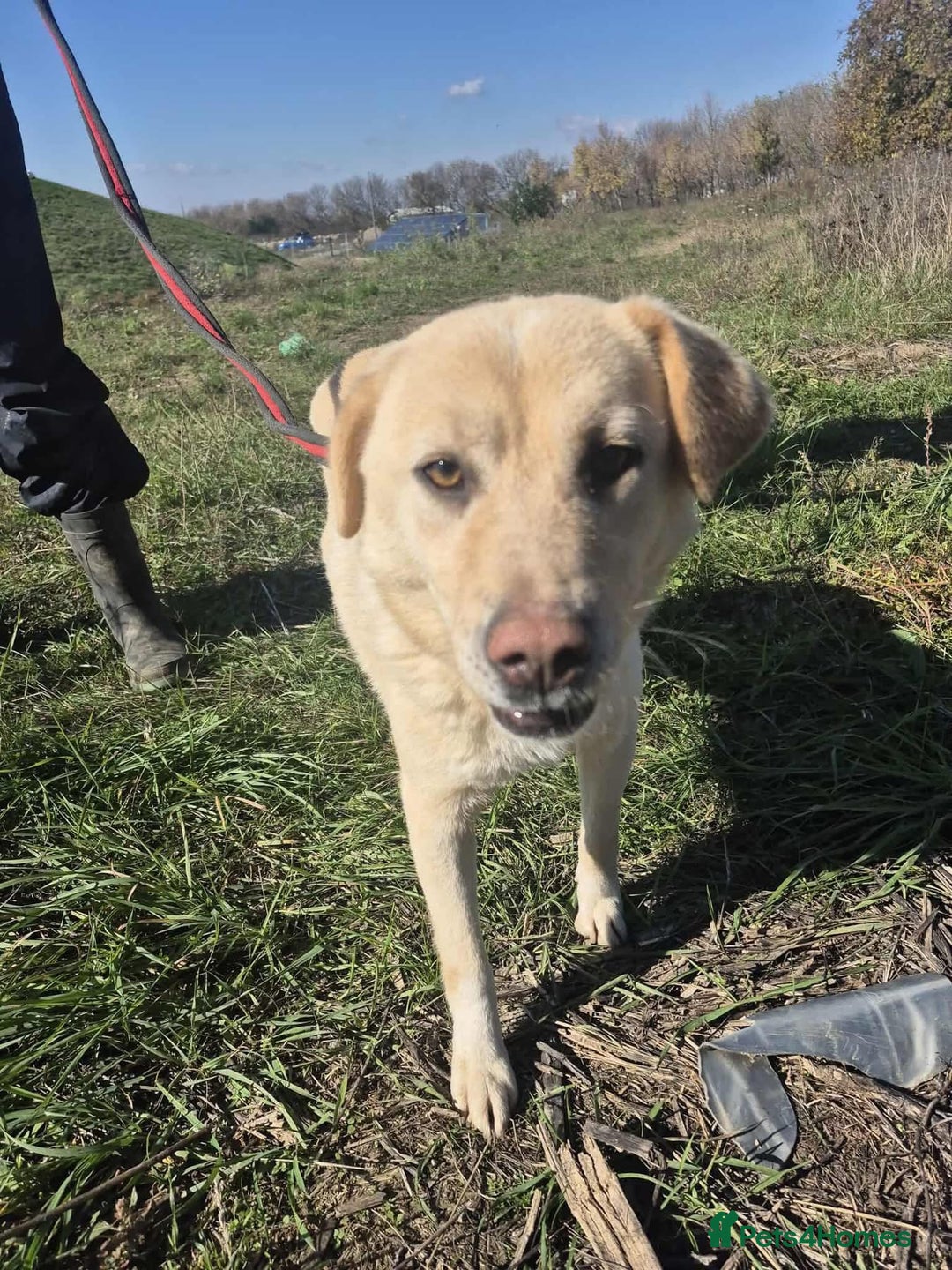 Golden Retriever dogs for adoption: Twinkie - Norwich Norfolk  - Advert 2