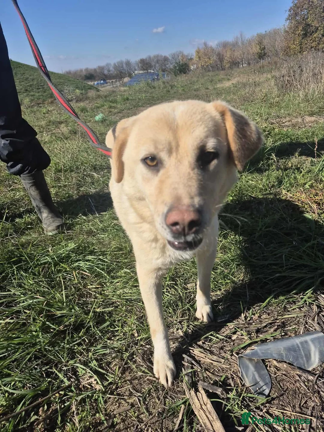 Golden Retriever dogs for adoption: Twinkie - Norwich Norfolk  - Advert 2