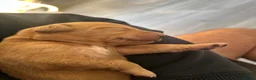 Labradoodle dogs for sale: 1 Female Labradoodle looking for her forever home  - Advert 25