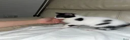 Bramble cats for sale: Kittens for sale  in Hamilton - Advert 15