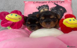 Yorkshire Terrier dogs for sale: Beautiful 2 Girls Yorkshire Terrier Pedigree  - Advert 6