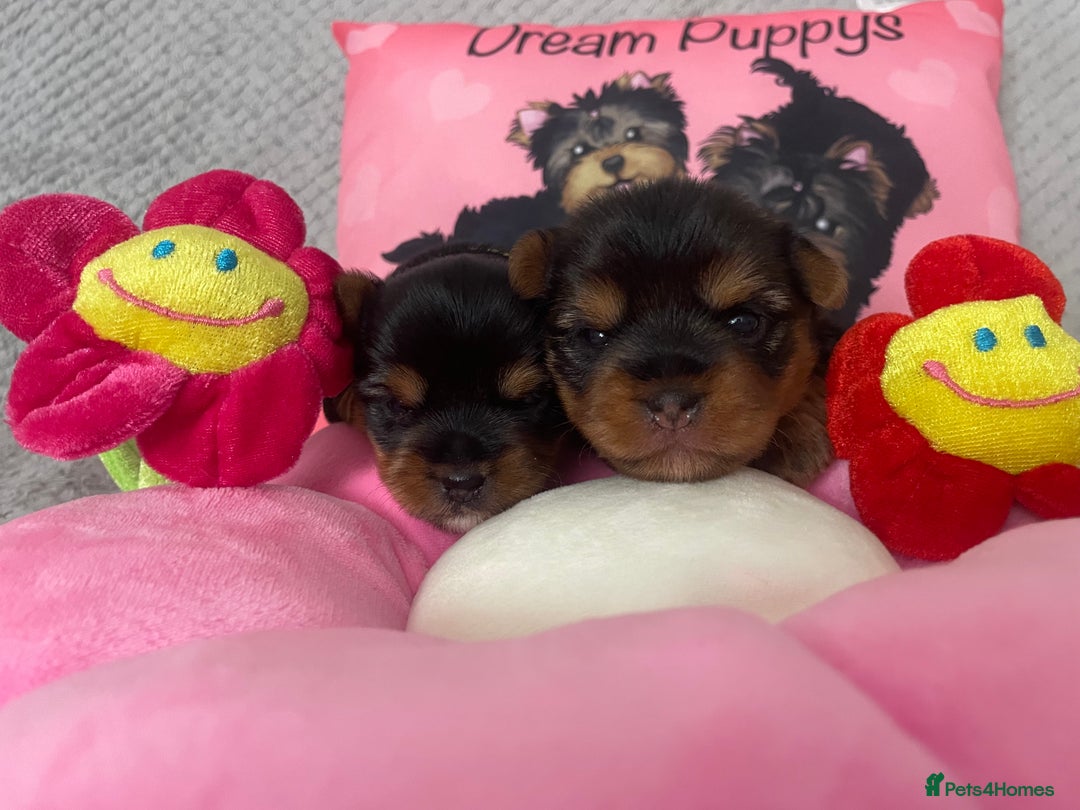 Yorkshire Terrier dogs for sale: Beautiful 2 Girls Yorkshire Terrier Pedigree  - Advert 6