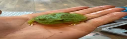 Turtle reptiles for sale: Snapping turtles and pac man frogs  - Advert 4