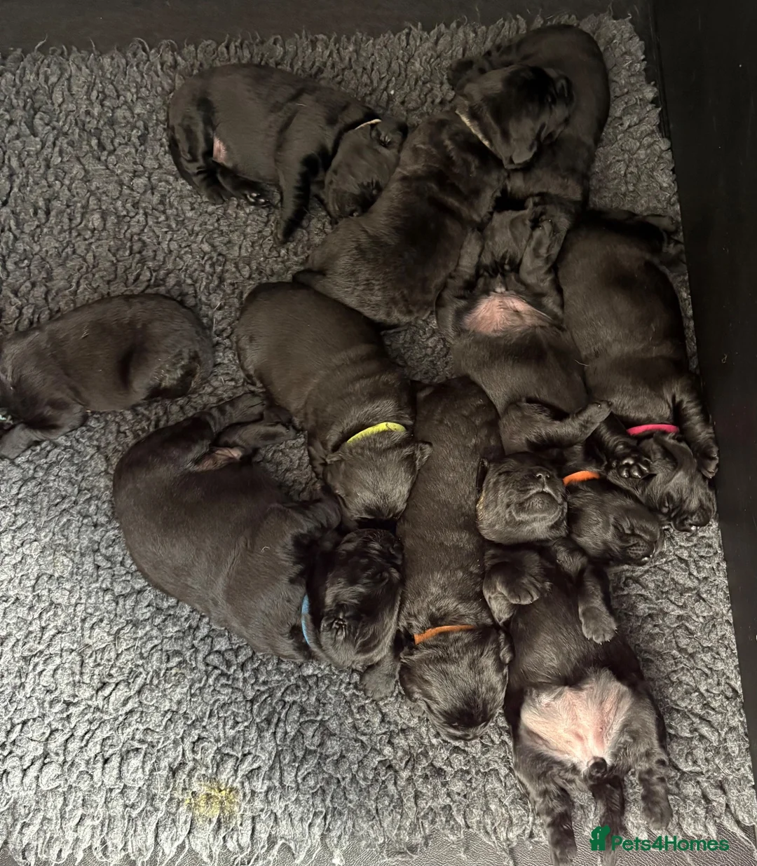 Labrador Retriever dogs for sale: Champion Sired | Fully Health Tested. Show puppies - Advert 2