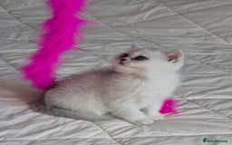 British Shorthair cats for sale: British shothair sinshil kittens  - Image 2