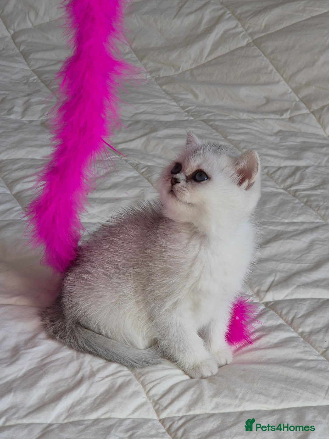 British Shorthair cats for sale: British shothair sinshil kittens  - Image 2