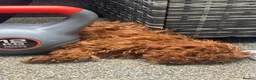 Cavapoo dogs for sale: Female Cavapoo - Advert 6