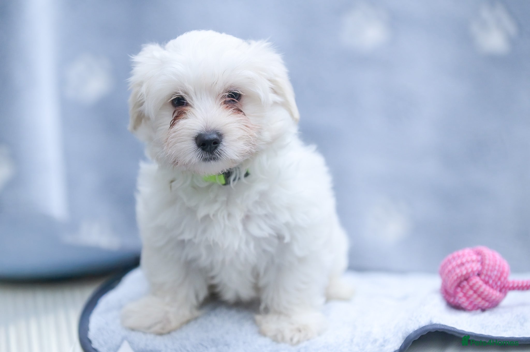 Maltese dogs Purebred Maltese Puppies – Loving Homes Only - Advert 2