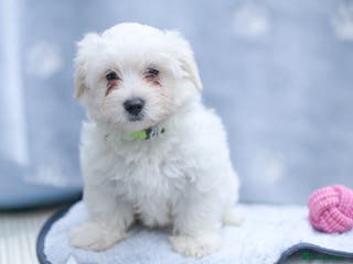 Maltese dogs Purebred Maltese Puppies – Loving Homes Only - Advert 2