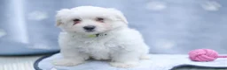 Maltese dogs for sale: Purebred Maltese Puppies – Loving Homes 🐶💛 - Advert 1