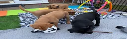 Labrador Retriever dogs for sale: Duel purpose Labrador  - Advert 16