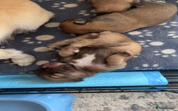 Chihuahua dogs for sale: Chihuahua pups  - Image 3