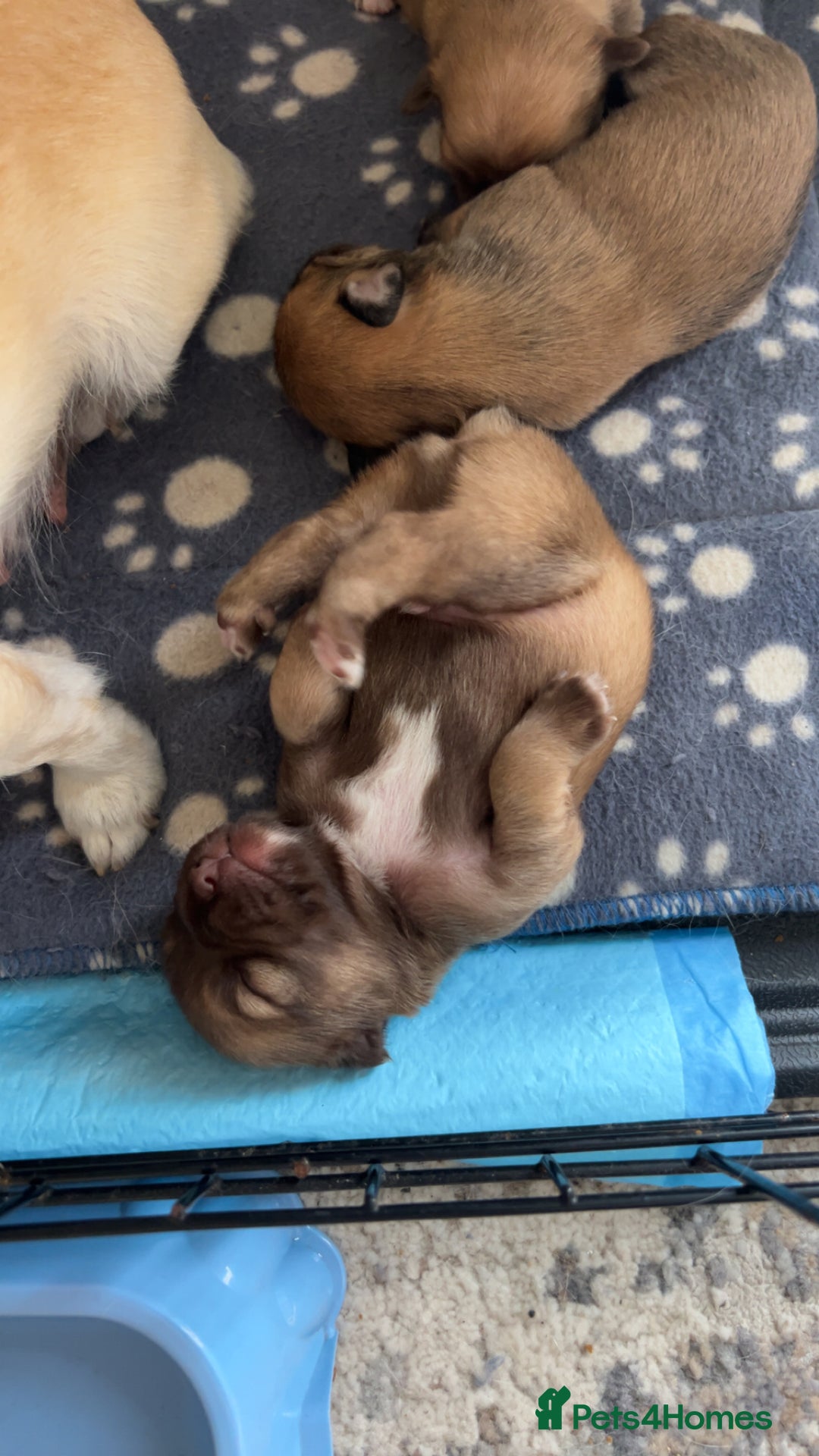 Chihuahua dogs for sale: Chihuahua pups  - Image 3