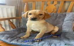 Labrador Retriever dogs for sale: Beautiful KC Reg Labrador Pups - Image 2
