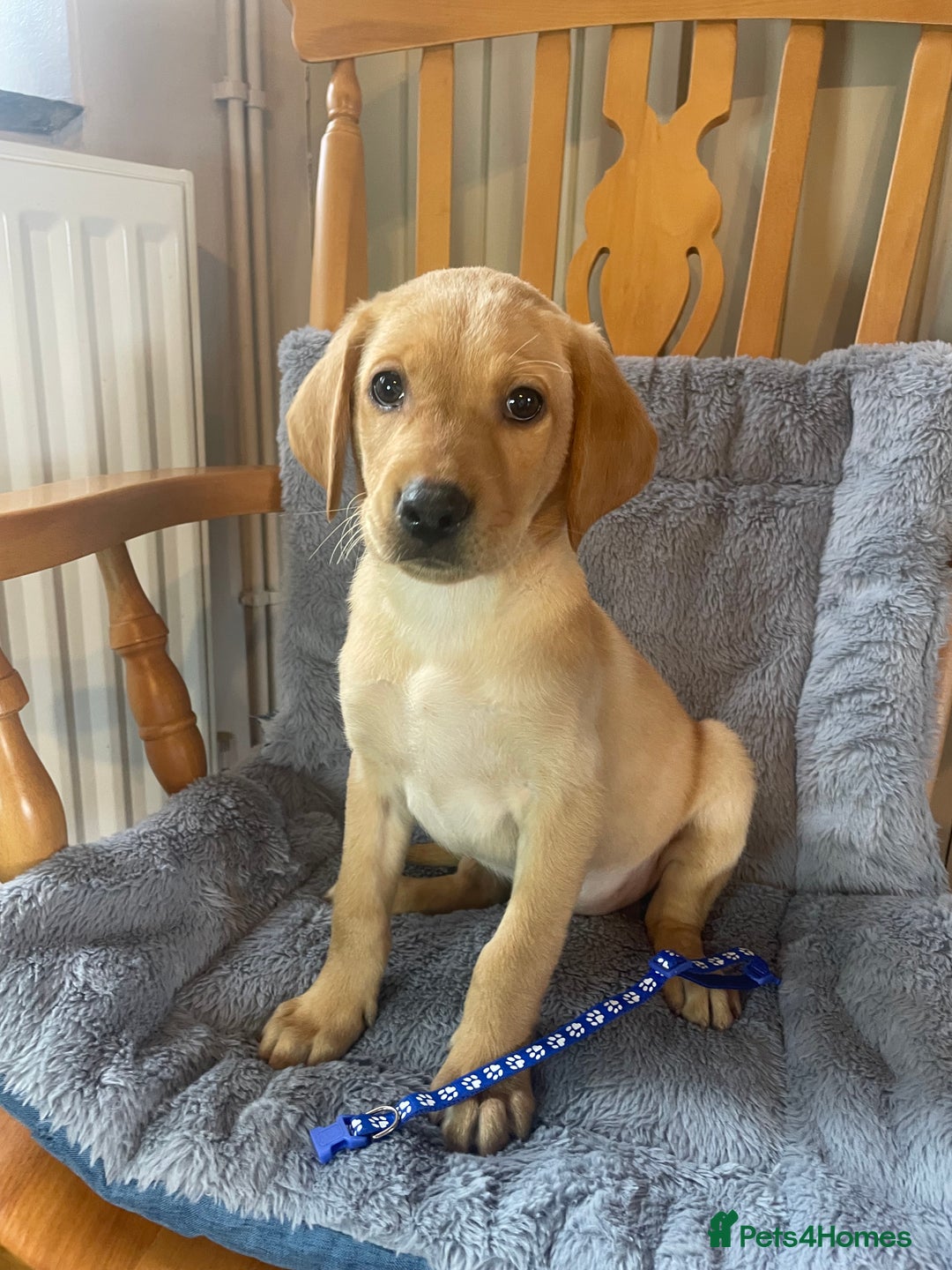 Labrador Retriever dogs for sale: Beautiful KC Reg Labrador Pups - Image 2