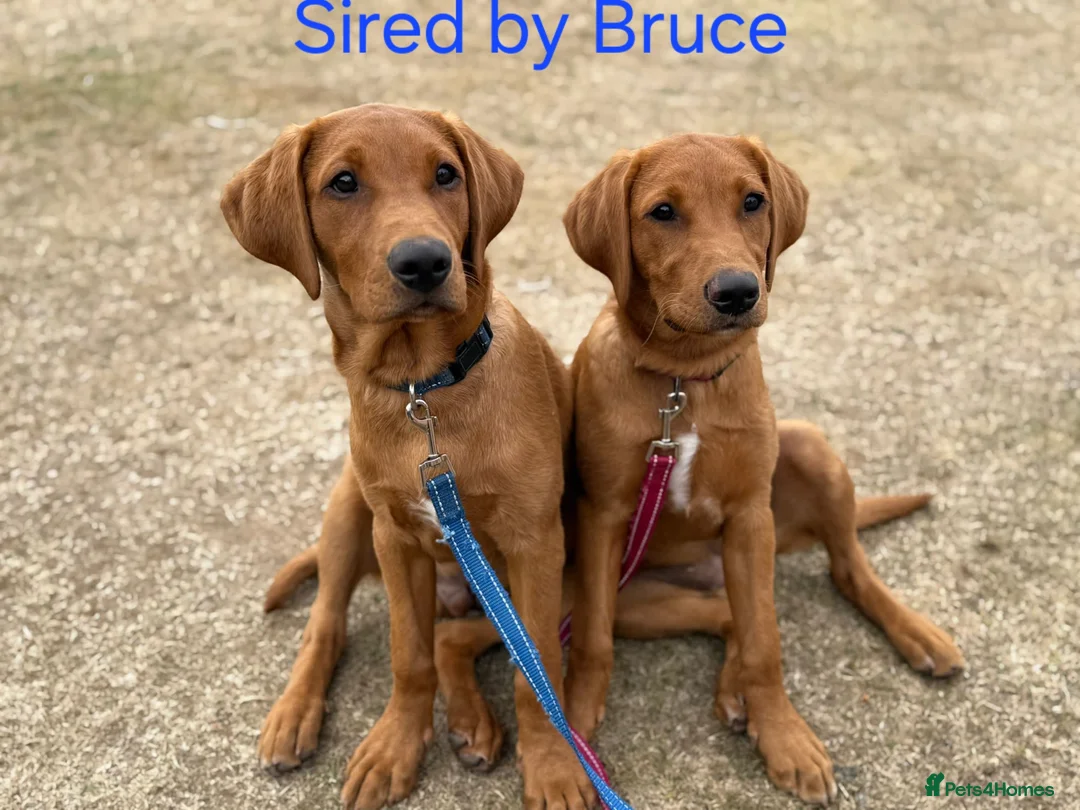 Labrador Retriever dogs for stud: Fox Red Labrador - Fully Health Tested in Holywell - Advert 7