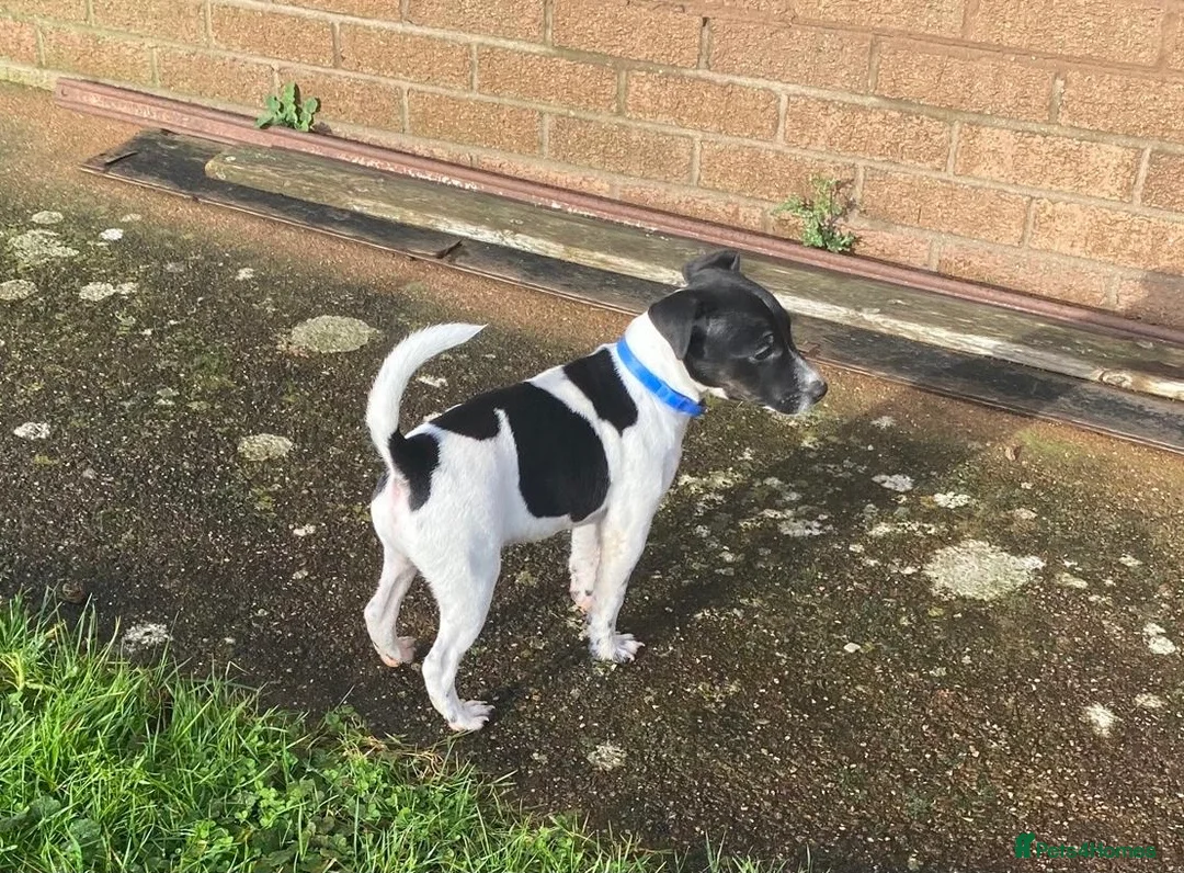 Mixed Breed dogs for sale: Jack Russell x Lakeland terrier - Advert 9