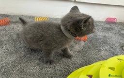 Russian Blue cats for sale: Russian Blue Kittens  - Advert 25