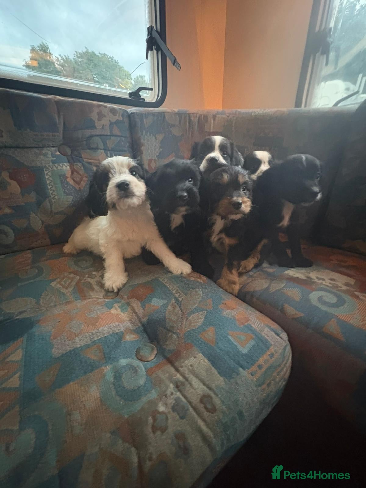 Cockapoo dogs Beautiful cockapoo puppies for sale - Advert 18