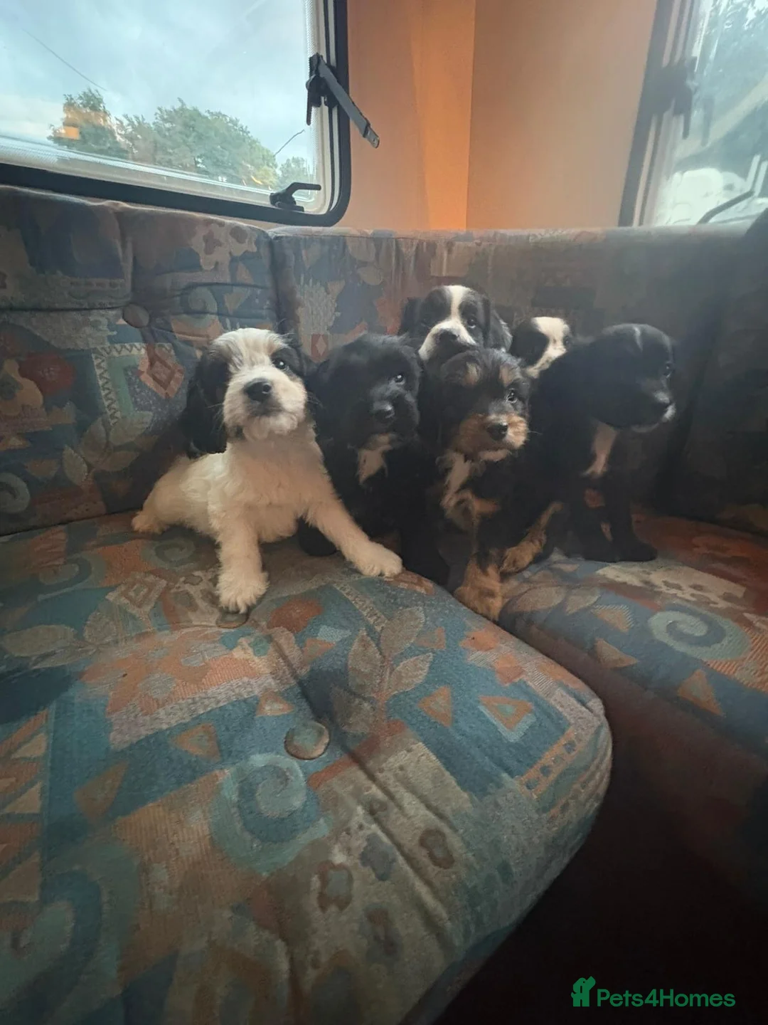 Cockapoo dogs for sale: Beautiful cockapoo puppies for sale in Sidcup - Advert 10