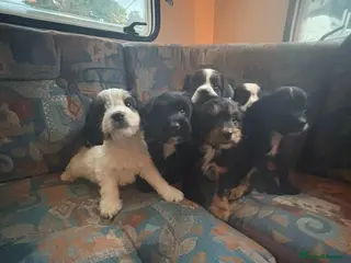 Cockapoo dogs Beautiful cockapoo puppies for sale - Advert 1