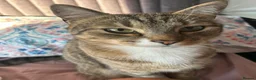 Mixed Breed cats for sale: Tabby male  - Advert 3