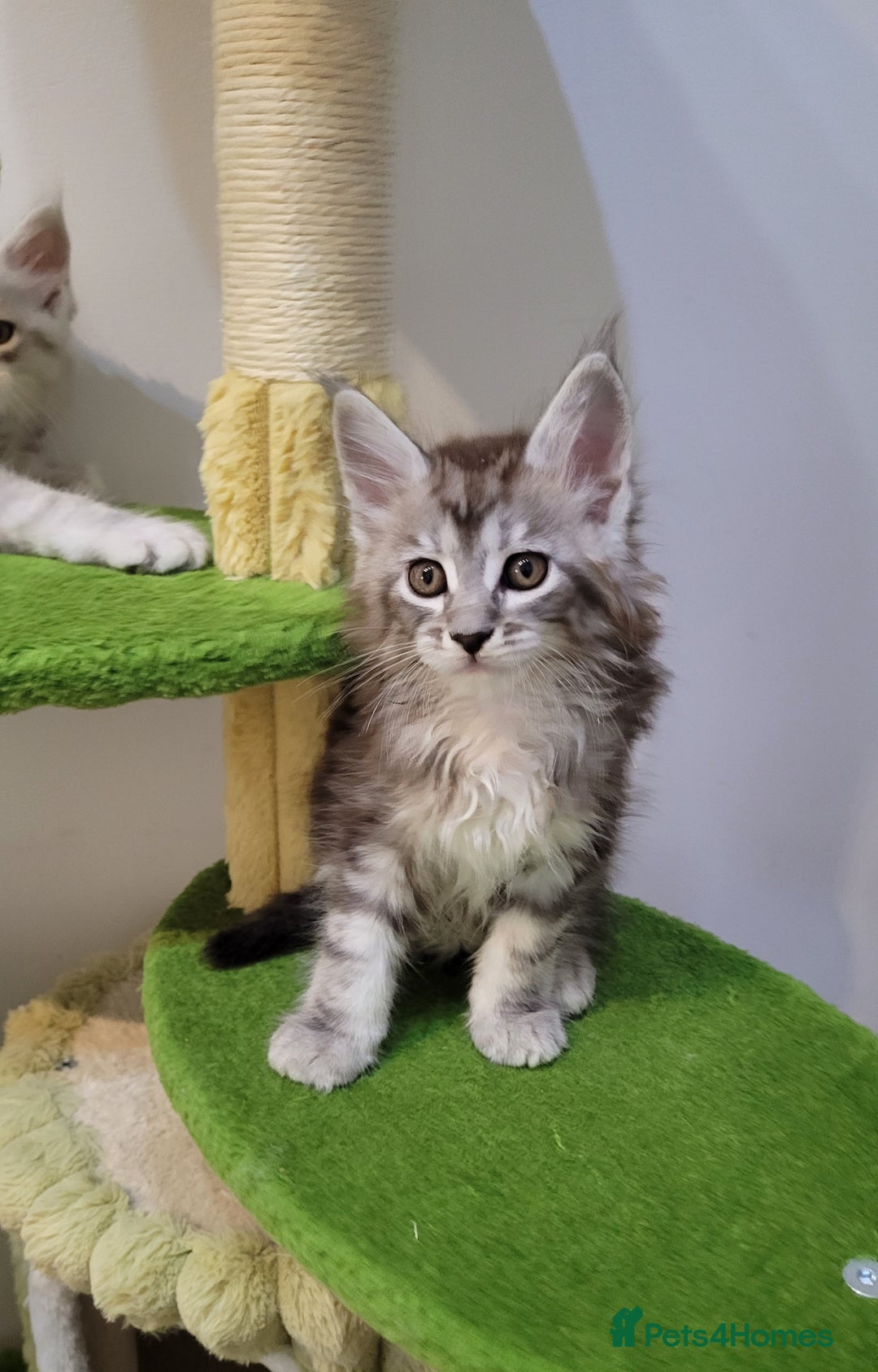 Maine Coon cats for sale: Tica registered Maine coon kittens  - Advert 7