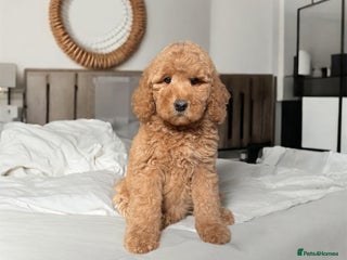 Australian Labradoodle dogs for sale - Advert 1