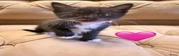Mixed Breed cats for sale: Gorgeous Bundles of Fun - Advert 9