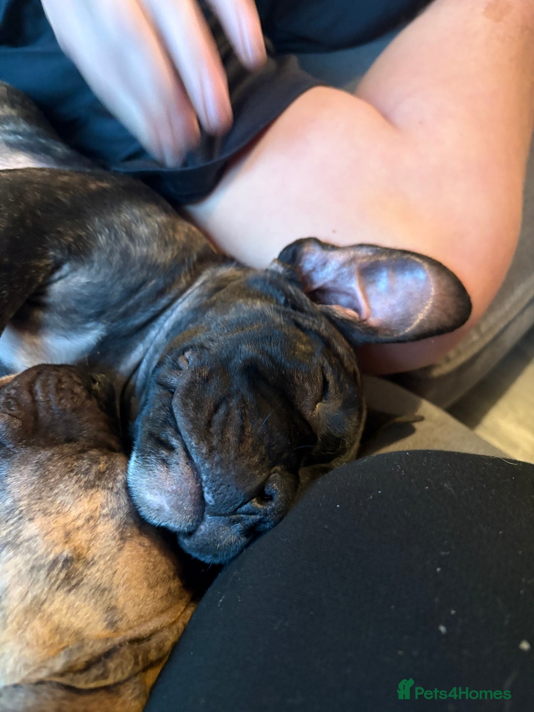 Mixed Breed dogs for sale: 10 week old cane corso pup - Image 3