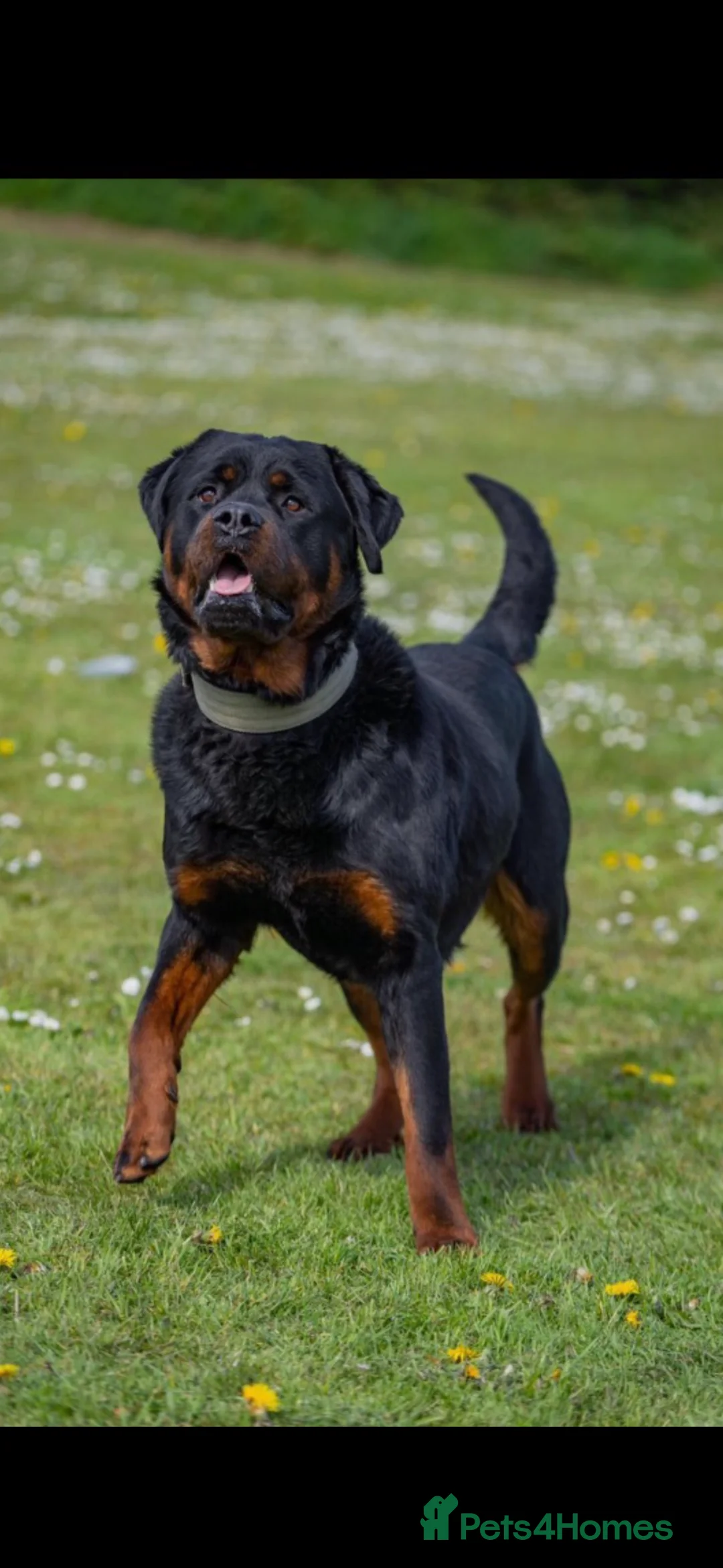 Rottweiler dogs for sale: Beautiful Rottweiler to be rehomed! - Advert 5