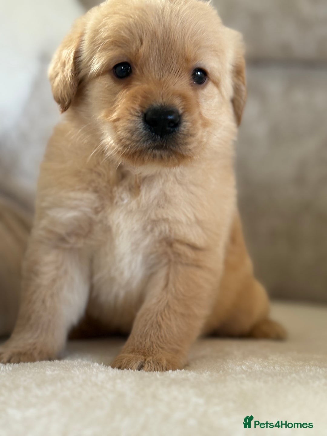 Labradoodle dogs for sale: Gorgeous f1 labradoodle puppies - Advert 2