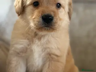 Labradoodle dogs Gorgeous f1 labradoodle puppies - Advert 1