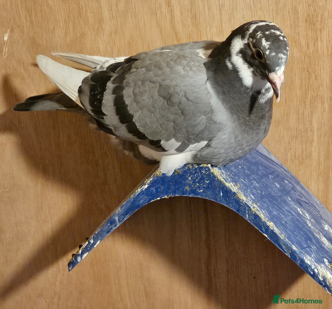 Pigeons birds for sale: Racing pigeons - Advert 2